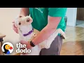 This Poodle Hugs Everyone She Meets The Dodo Foster Diaries