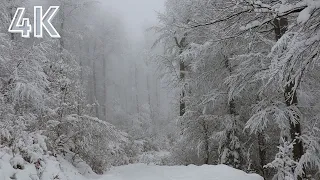 Relax Within 10 Minutes 4K Loud Snowstorm Sounds With Howling Wind In Snow Covered Forest 