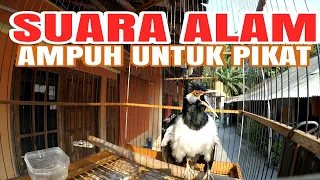 suara pikat semua jenis burung jalak