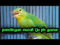 pancingan cucak ijo ph gacor