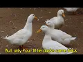 Five Little Ducks Raffi (Piano only)