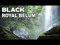 Lagu Taman Negeri Royal Belum (Part 1)