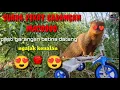 Download Lagu suara mp3 garangan