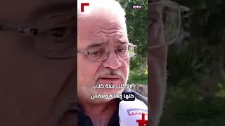 الكلاب الشاردة أزمة موجعة بلا حل 