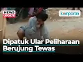 Download Lagu Detik-detik Pengamen Ular Tewas Dipatuk Kobra saat Lagi Atraksi