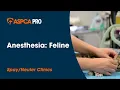 Anesthesia Feline