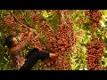 Download Lagu Abandoned by her husband, single mother picks wild grapes to survive and hopes to find her child