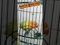 Download Lagu Lovebird ngekek panjang #birds #birdlovers #birdsong #birdsounds #lovebird #ngekek