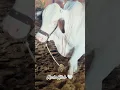Download Lagu White beautiful Nukhra 🤍 | Al Rehman Cattle farm 2025 #cow #cattlefarm #bull