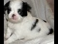 Japanese Chin Puppies Dogs For Sale In Little Rock Arkansas AR 19Breeders Fayetteville