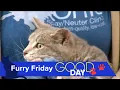 Spokeskitten Bubbles in need of forever home Good Day on WTOL 11