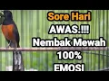 Lagu SUARA PANCINGAN MURAI GACOR PAGI HARI GACOR FULL KRETEK 100 % CEPAT RESPON
