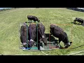 AI based animal behaviour analysis