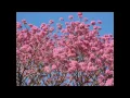 Download Lagu Liu e Leo, O Ipê e o prisioneiro (Ipê Florido)
