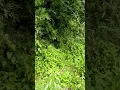Download Lagu Ngintip anak SMA mesum di kebun.