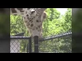 Giraffe Sucking On A Pole