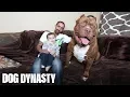Meet Hulk The Giant 175lb Family Pit Bull DOG DYNASTY