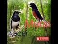 Download Lagu masteran /Pancingan kacer murai