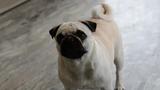 Maximizing the Lifespan of Your Pug A Comprehensive Guide