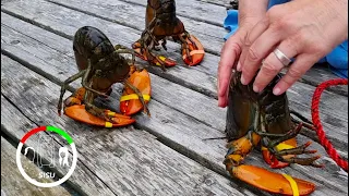 #203 Lobster Yoga and High Seas Adventures: Sailing Maine with SV Wind Therapy | Sailing Sisu