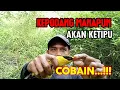 Download Lagu Cara Mikat Kepodang Susah Turun Pakai Pulut