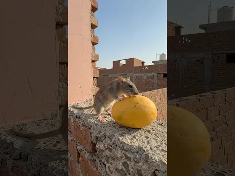 الفأر خلى المنجا مسمومة😱