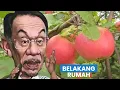 Download Lagu Tanam pokok belakang rumah || Anuar Ibrahim