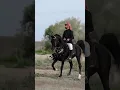 Download Lagu Amazing black arabian stallion #arabian #horse