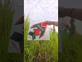 Download Lagu poroott #layangan #layanglayang #kite #layanganputus #pipa #pipas #kitefighter #kitefighting