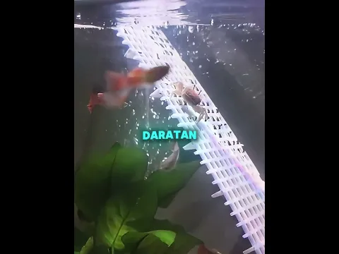 Pria ini membuat wahana bermain untuk kepiting-kepitingnya