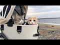 Download Lagu 猫たちと一緒に海にお散歩しに行ったら大喜びで可愛すぎました…笑