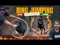 Download Lagu ബ്ലാക്കിയെ റിങ്ങിലൂടെ ചാടാൻ പഠിപ്പിച്ചു 🔥 | Ring Jumping Training | ബ്ലാക്കി ഫ്ലവർ അല്ല ഫയറാണ്