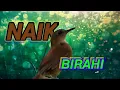 Download Lagu 𝗷𝗼𝗻𝗴𝗸𝗮𝗻𝗴𝗮𝗻 𝗯𝗲𝘁𝗶𝗻𝗮