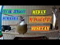 Download Lagu Masteran Cucak Jenggot Medan