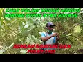 Download Lagu Cara sederhana mikat burung tepus/sokaso dengan stik lidi