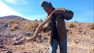 عابد يمسك أشرس وأضخم أفعى في المغرب السلامة يا ربي 