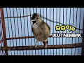Download Lagu Kapas tembak malas bunyi|99% ikut nembak-nembak