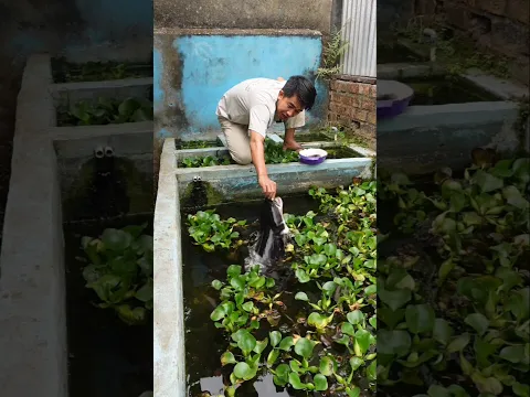Kena gigit! Ini wujud toman monster baru di tempat violet sekarang