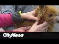 Veterinarians warning pet owners to protect animals from ticks