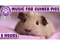 Lagu 8 Hour Music Video for Guinea Pigs! Natural Stress and Anxiety Relief for Guinea Pigs!