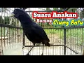 Lagu Suara Anakan Burung Ciung Batu ||| Dapat digunakan Sebagai Suara Pikat