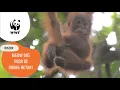 Download Lagu WWF kort: Nieuw bos voor orang-oetan