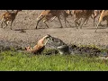 Download Lagu Crocodile Attack at the Watering Hole | Planet Earth III | BBC Earth
