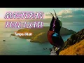Download Lagu Masteran Burung Kolibri Ninja Full Isian Durasi Panjang Kualitas Suara Jernih FULL 1 JAM TANPA IKLAN