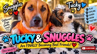 Tucky & Snuggles Are FINALLY Becoming Best Friends 🥹🐶❤️