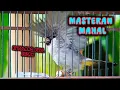 Download Lagu KICAUAN TERBAIK Kutilang Gacor Full Isian MEWAH ngerol panjang dengan irama lagu volume pedas #birds