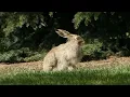 Rabbits Lagomorphs Not Rodents Exploring Their Unique Classification