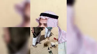 مجرودة القبائل العربية نجم العروبة الفنان  سيد المعازى  دندنها