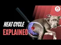 Dog Heat Cycle Explained