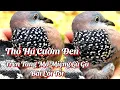 Download Lagu Trọn Vẹn (Clip600) Thổ Cọp, Nước Chơi Trên Tàng Biết Bao Nhiêu Anh Em Đang Theo Đuổi, Xem Và Thẩm. 